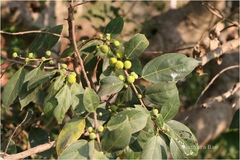 Ficus exasperata